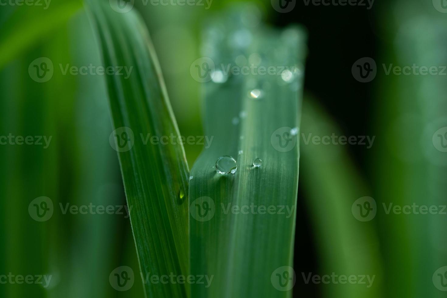 agua sobre fondo de licencia, naturaleza de hoja verde foto