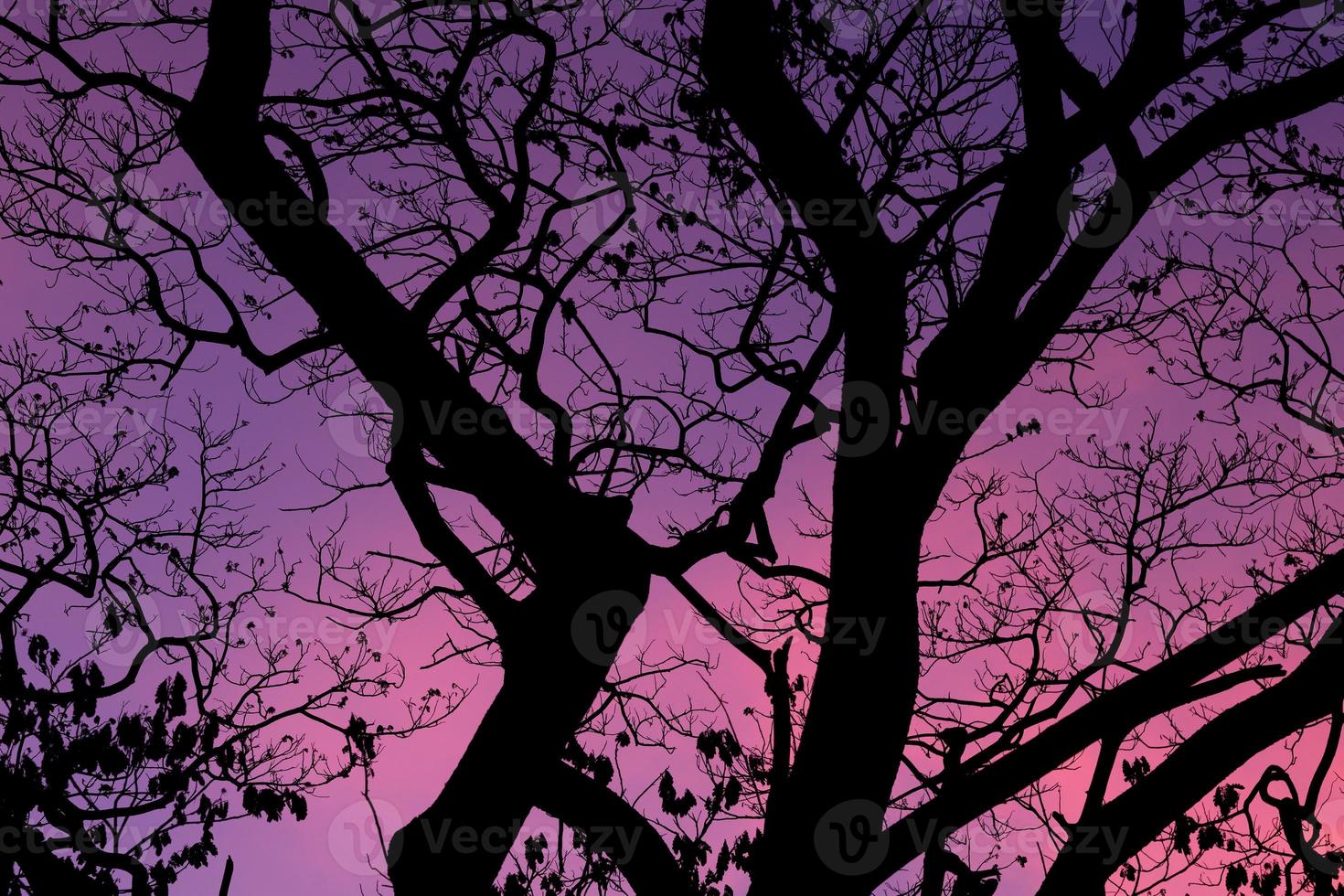 Silhouette trees with beautiful sky background, forest photo