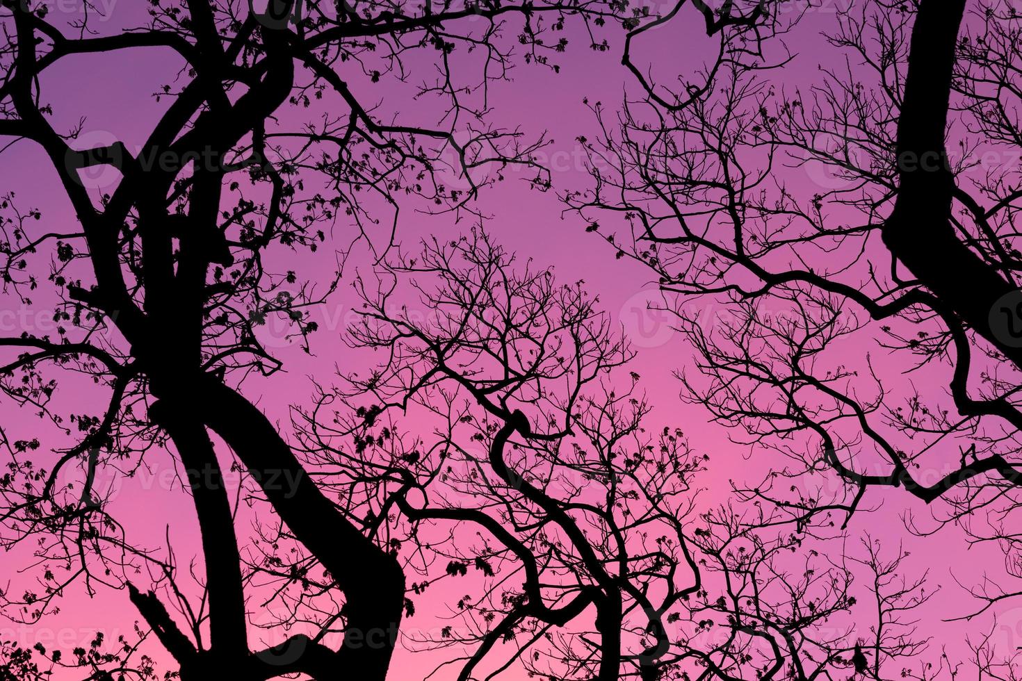 Silhouette trees with beautiful sky background, forest photo