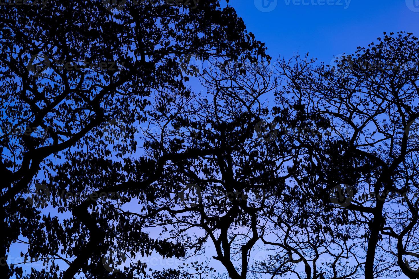 silueta de árboles con fondo de cielo hermoso, bosque foto