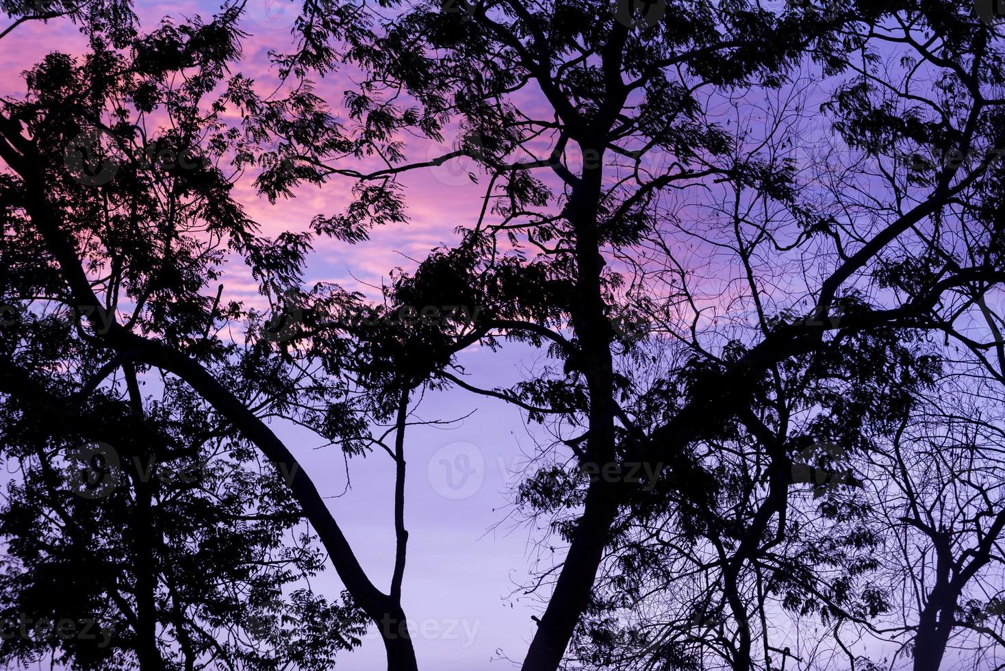 silueta de árboles con bonito fondo de cielo, bosque foto