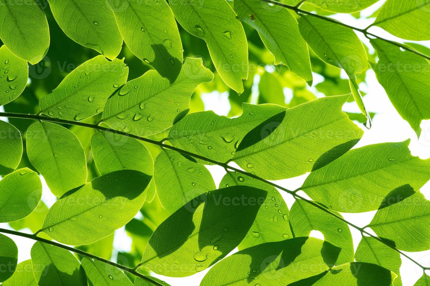 Water on leave background, Green leaf nature photo