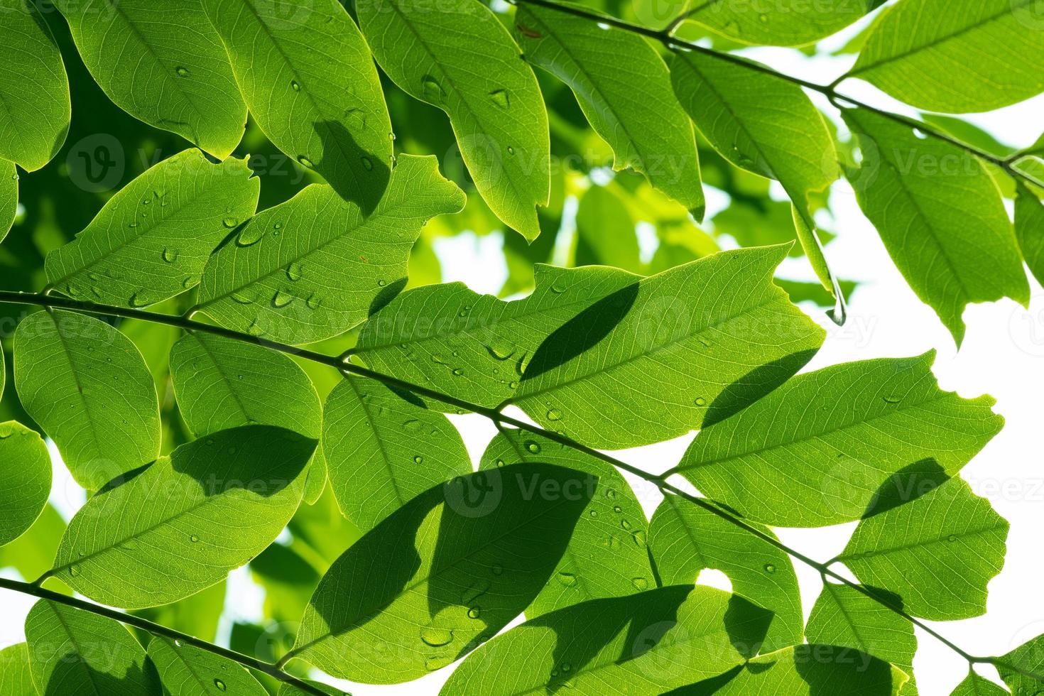 agua sobre fondo de licencia, naturaleza de hoja verde foto