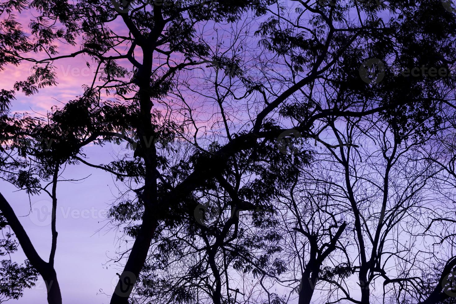 silueta de árboles con bonito fondo de cielo, bosque foto