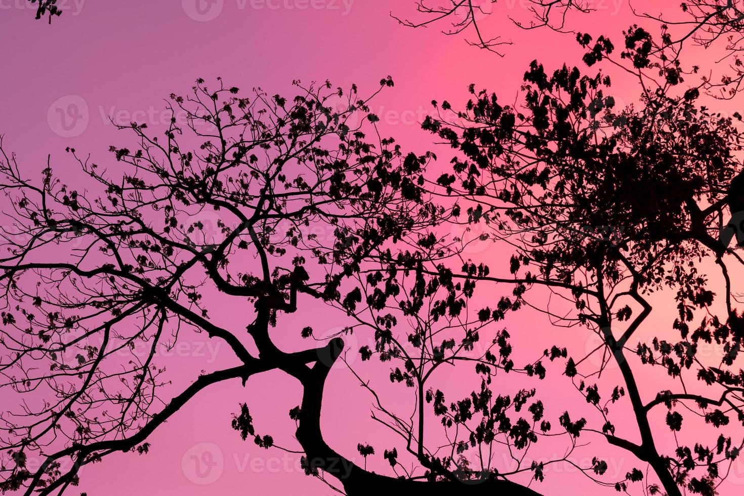 silueta de árboles con fondo de cielo hermoso, bosque foto