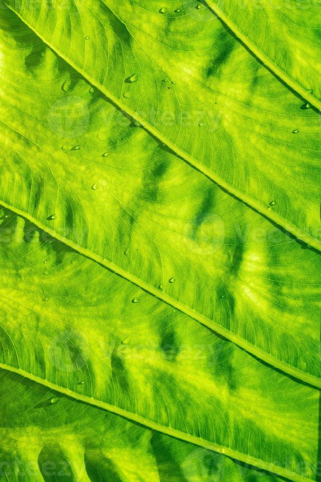 agua sobre fondo de licencia, naturaleza de hoja verde foto