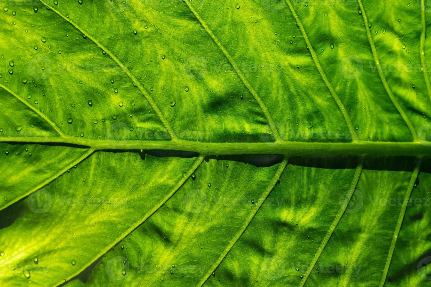 agua sobre fondo de licencia, naturaleza de hoja verde foto