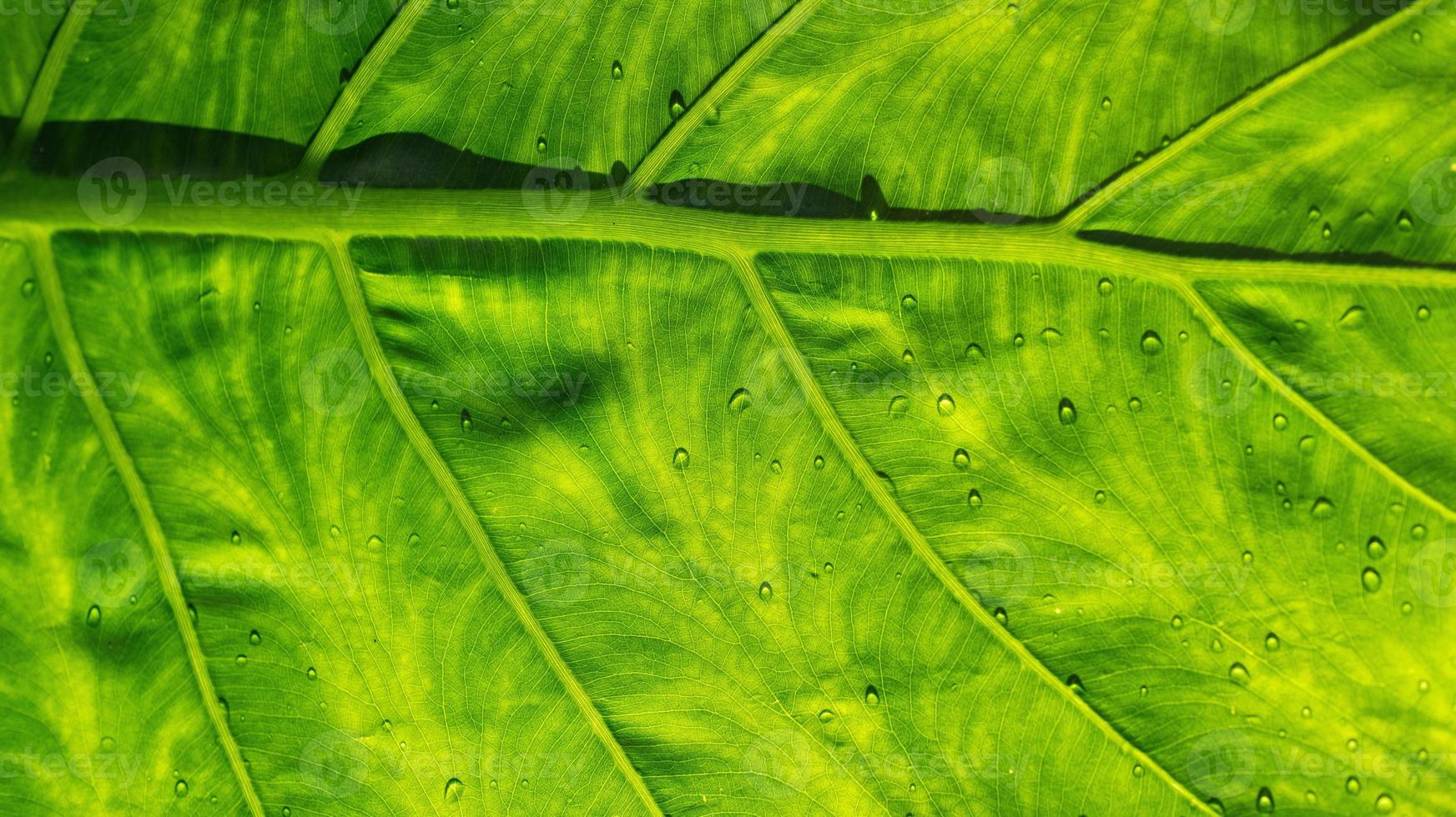 Water on leave background, Green leaf nature photo