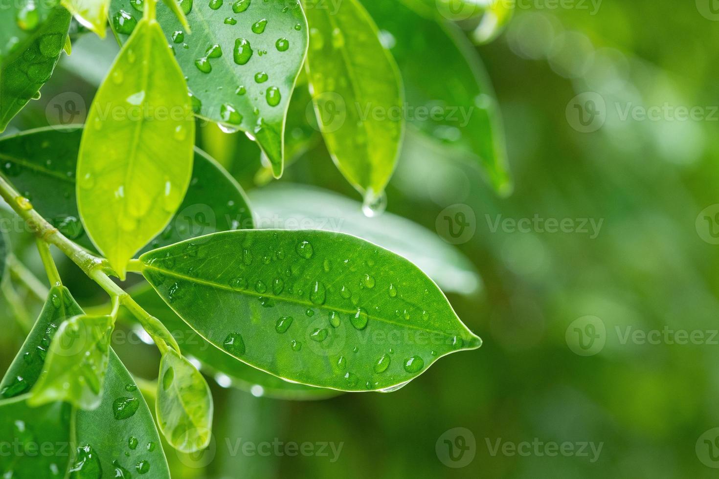 Water on leave background, Green leaf nature photo