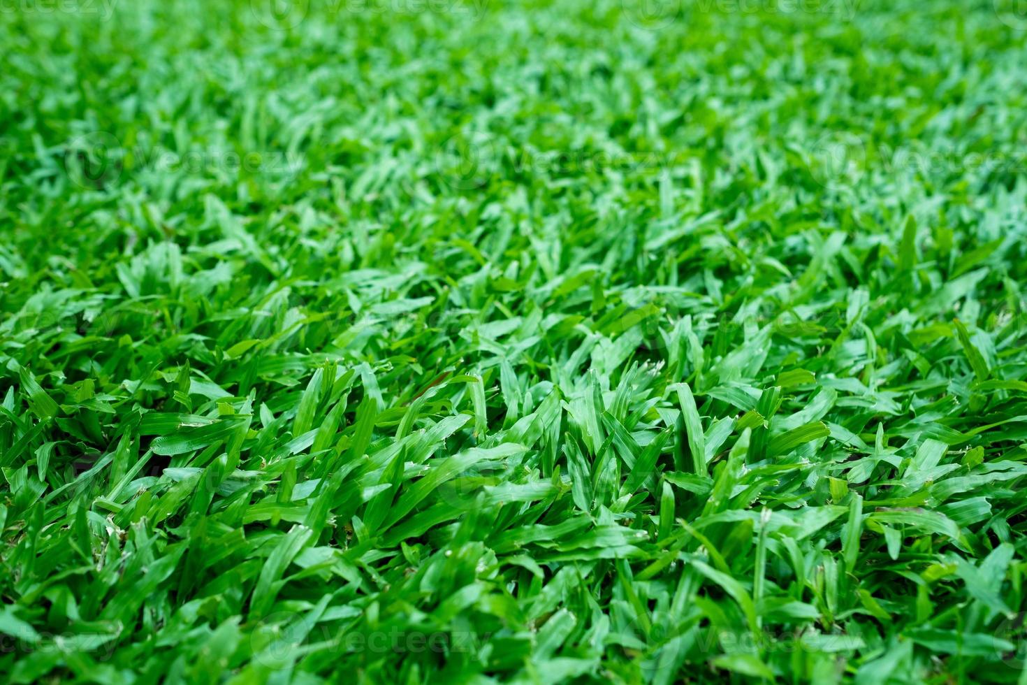 fondo de hierba verde, campo de fútbol foto