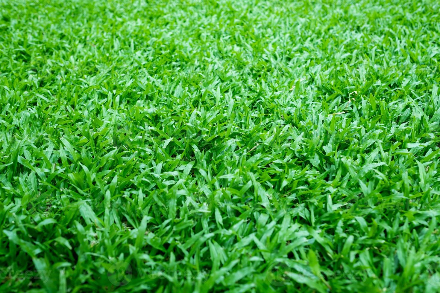Green grass background, football field photo