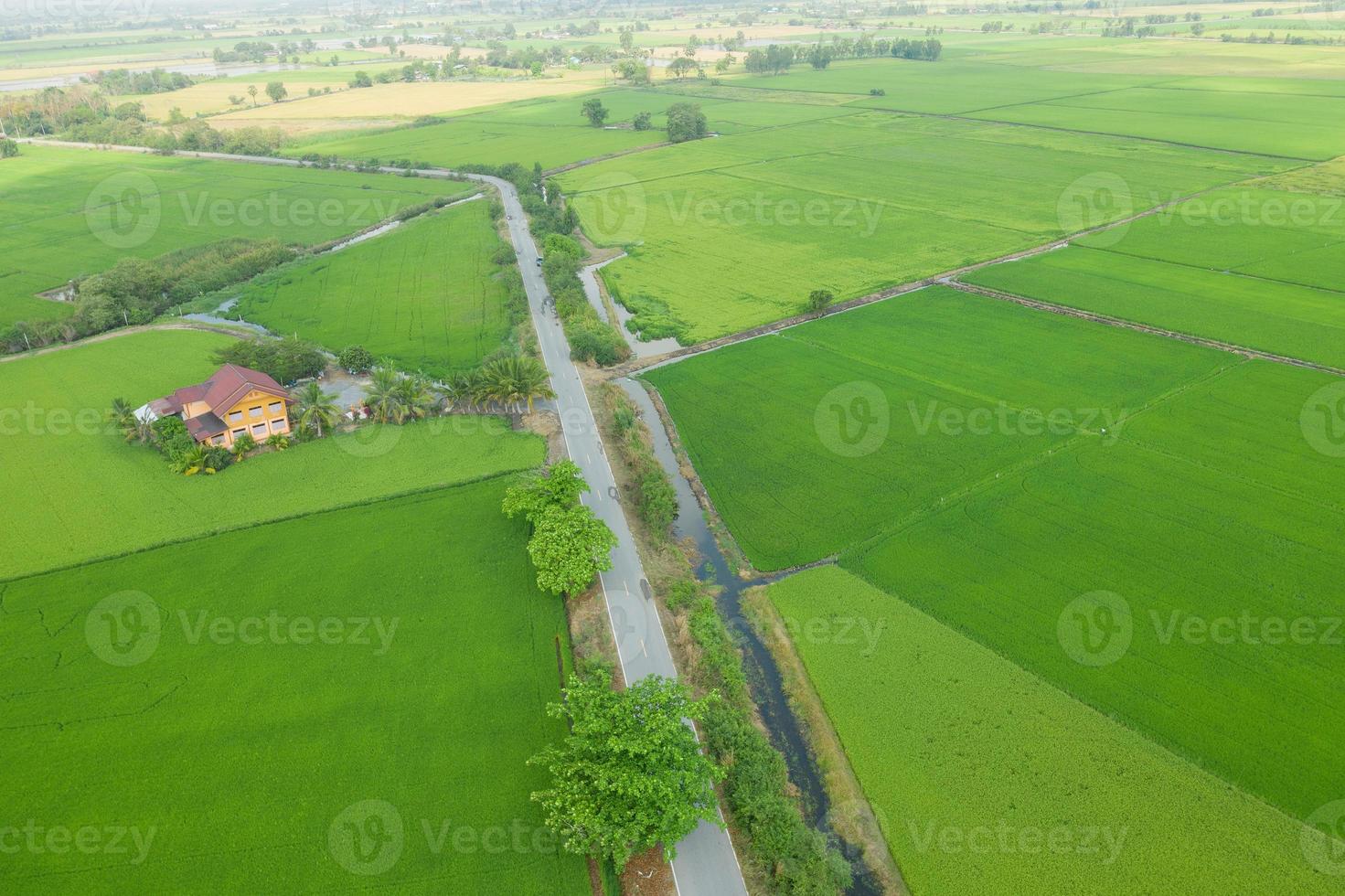 campo de arroz con paisaje verde patrón naturaleza antecedentes foto
