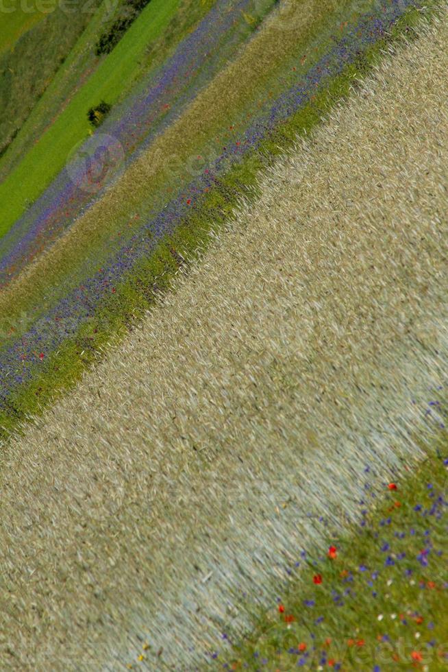 castelluccio di norcia y su naturaleza floreciente foto