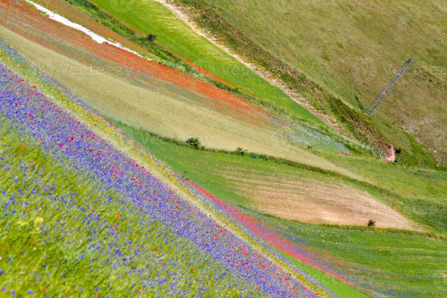 castelluccio di norcia y su naturaleza floreciente foto