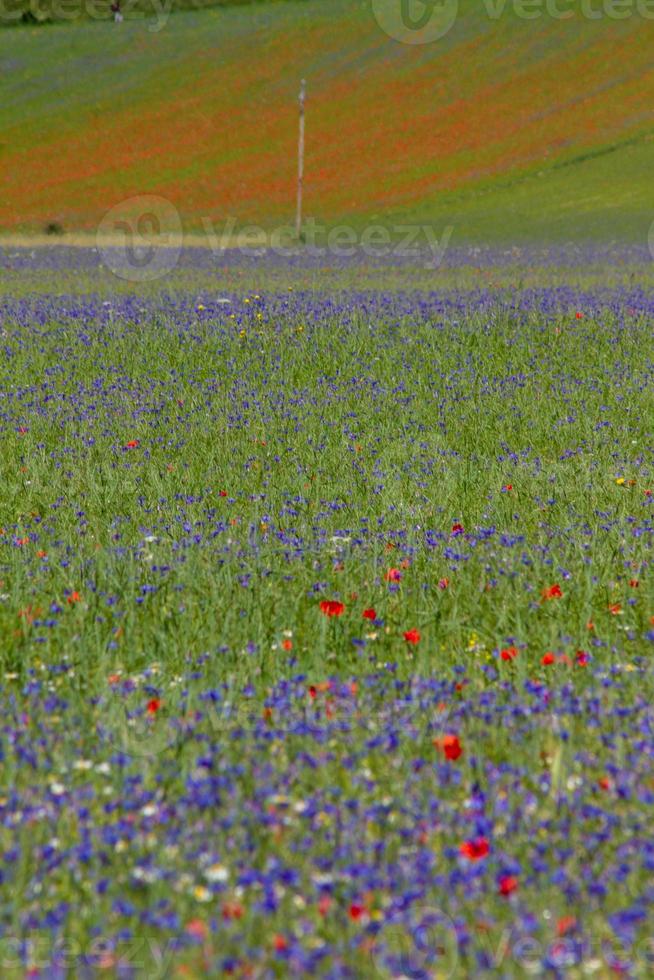 Castelluccio Di Norcia and its flowering nature photo