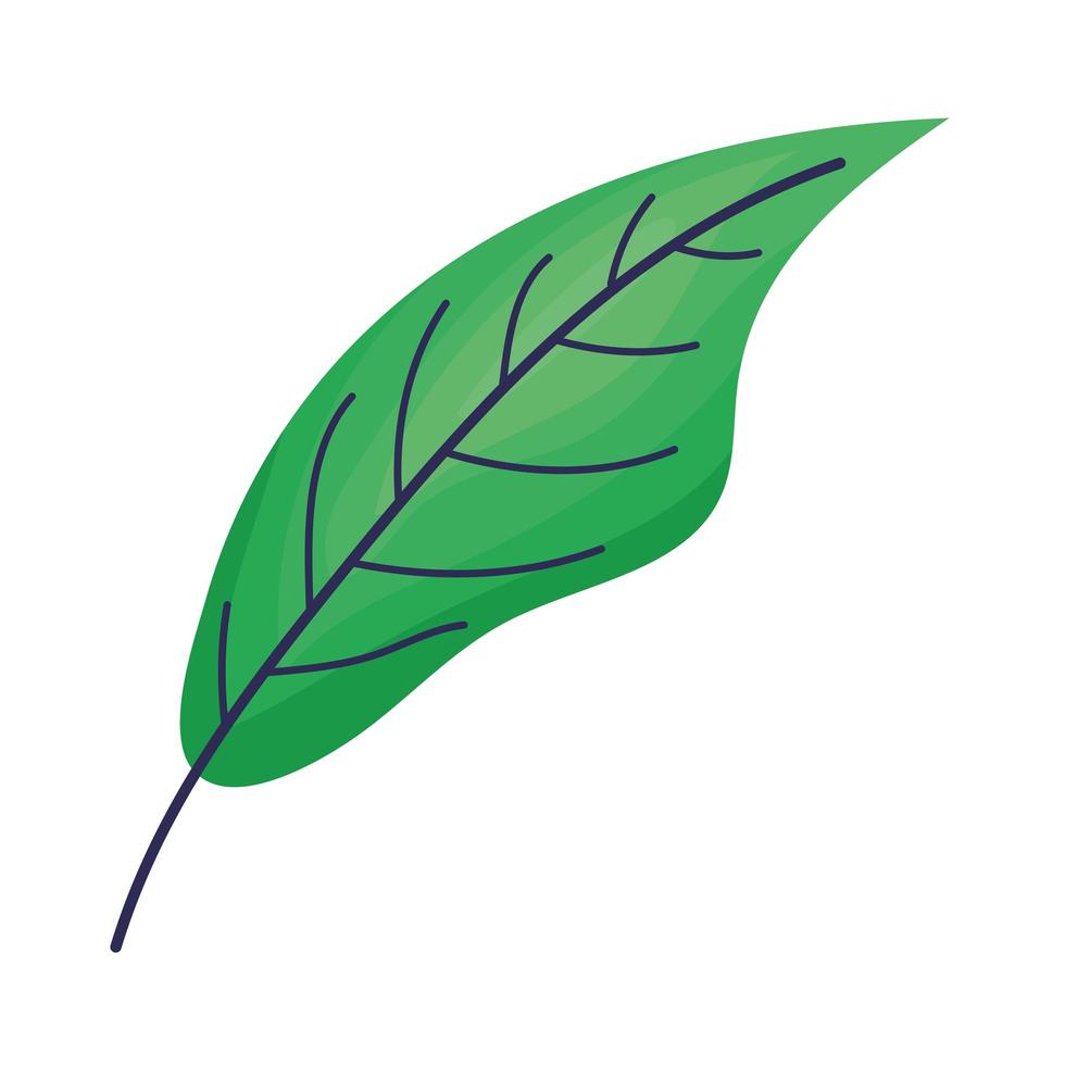 leaf and stem vector