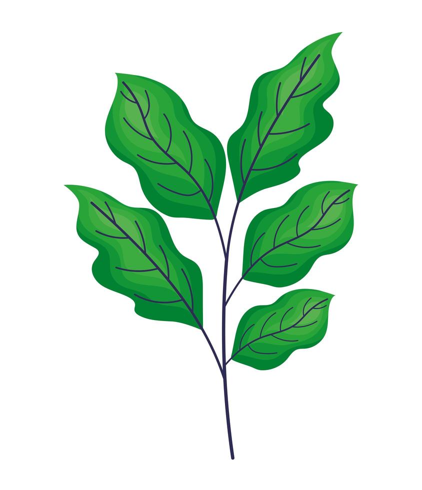 beautiful green leaves vector