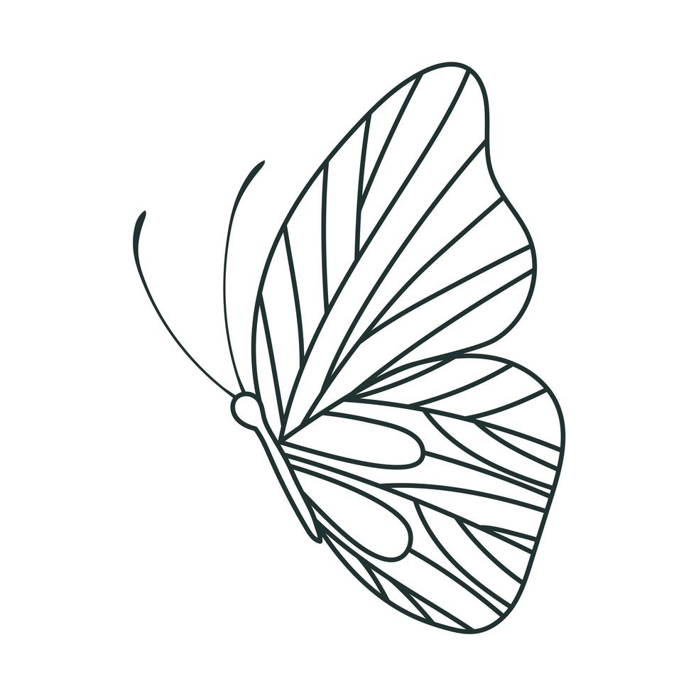 beautiful butterfly design vector