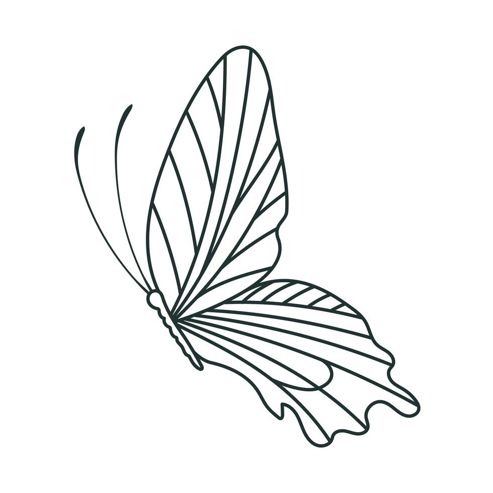 lovely side butterfly vector