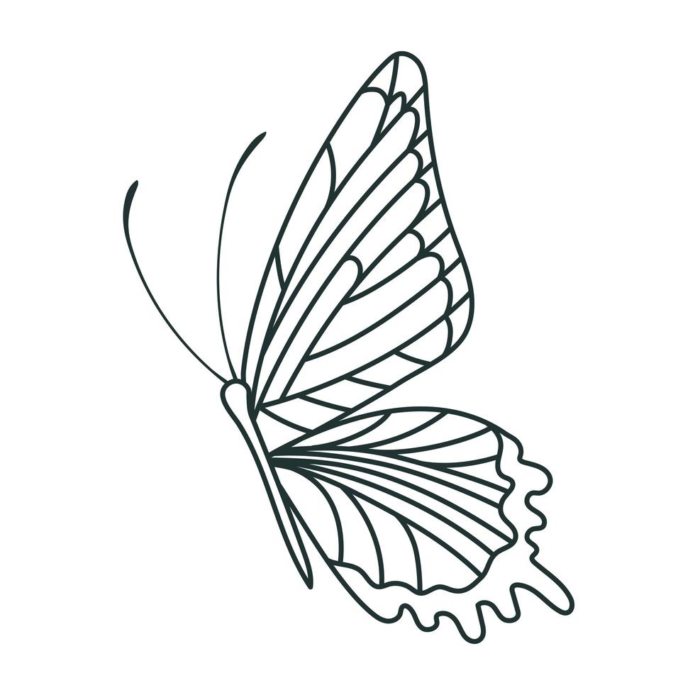 bonito diseño de mariposa vector