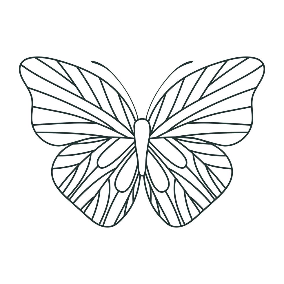 beautiful butterfly icon vector