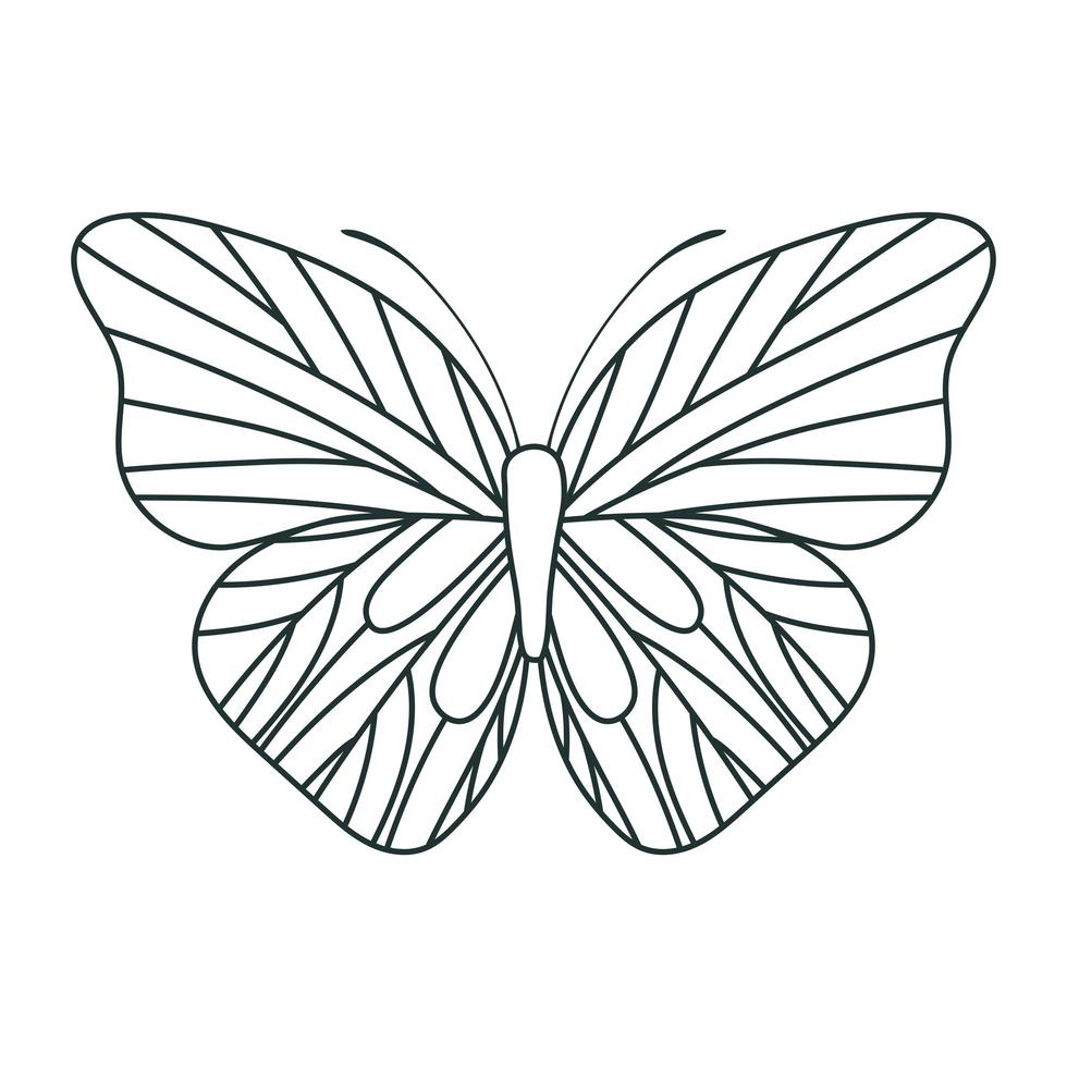 beautiful butterfly icon vector
