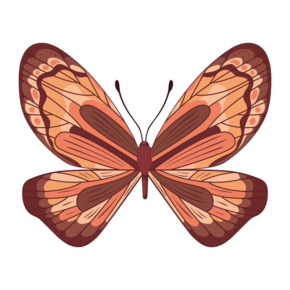 orange butterfly icon vector