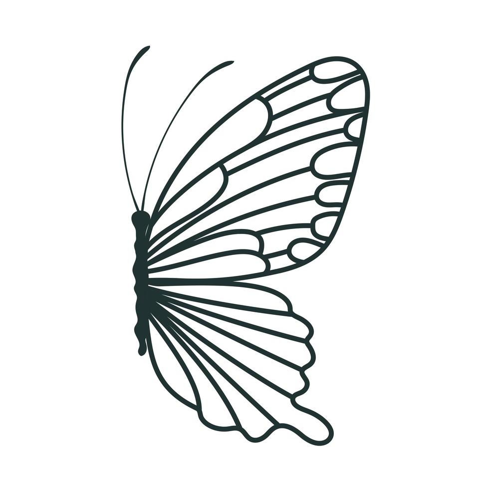 cute butterfly icon vector