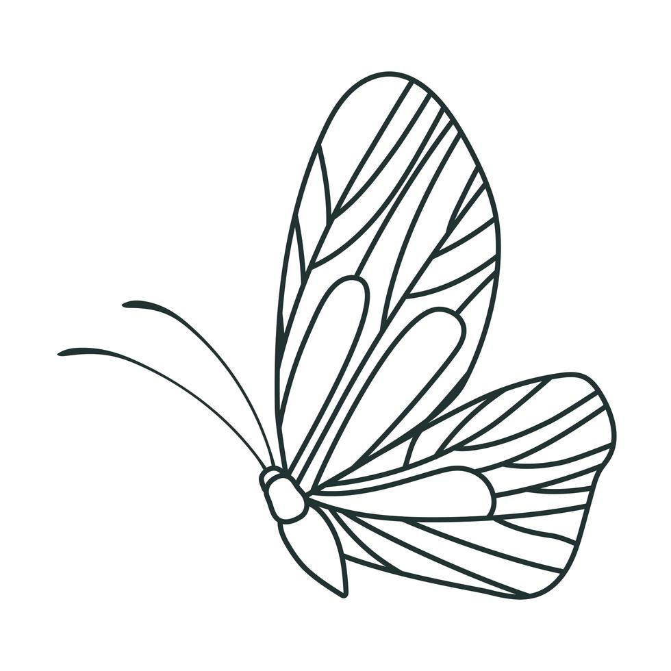 butterfly from side vector