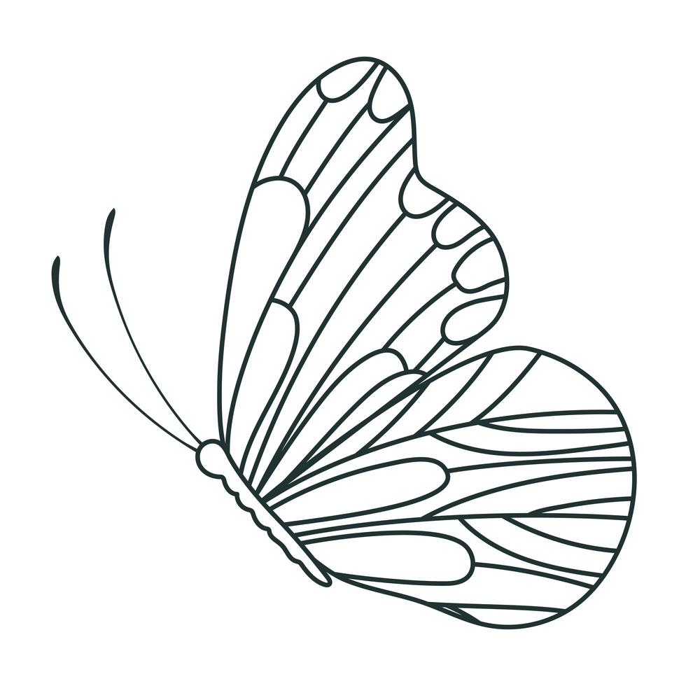 cute butterfly sideways vector