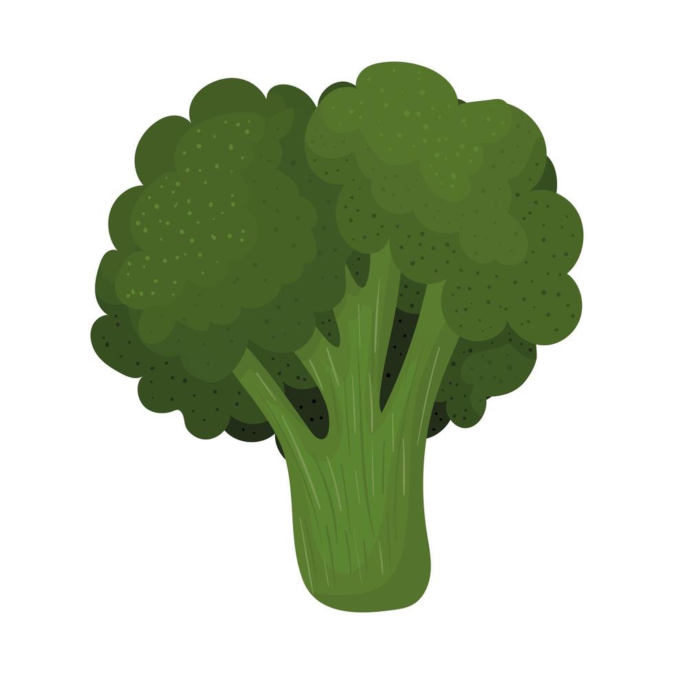 fresh broccoli icon vector