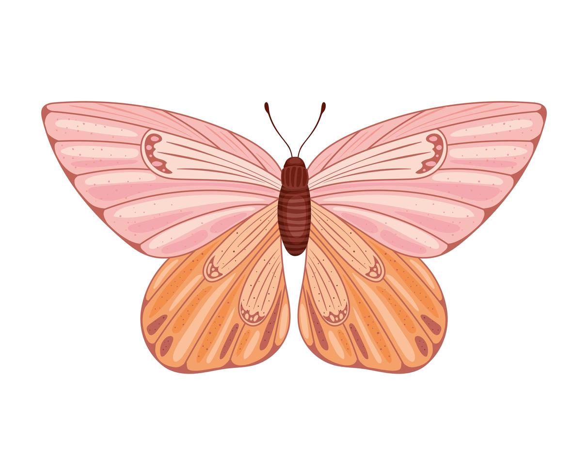 colored butterfly isolated vector