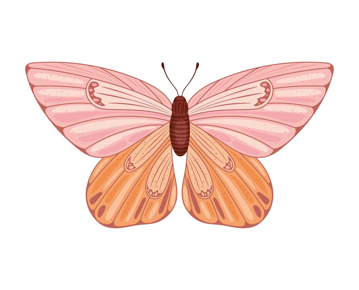 colored butterfly isolated vector