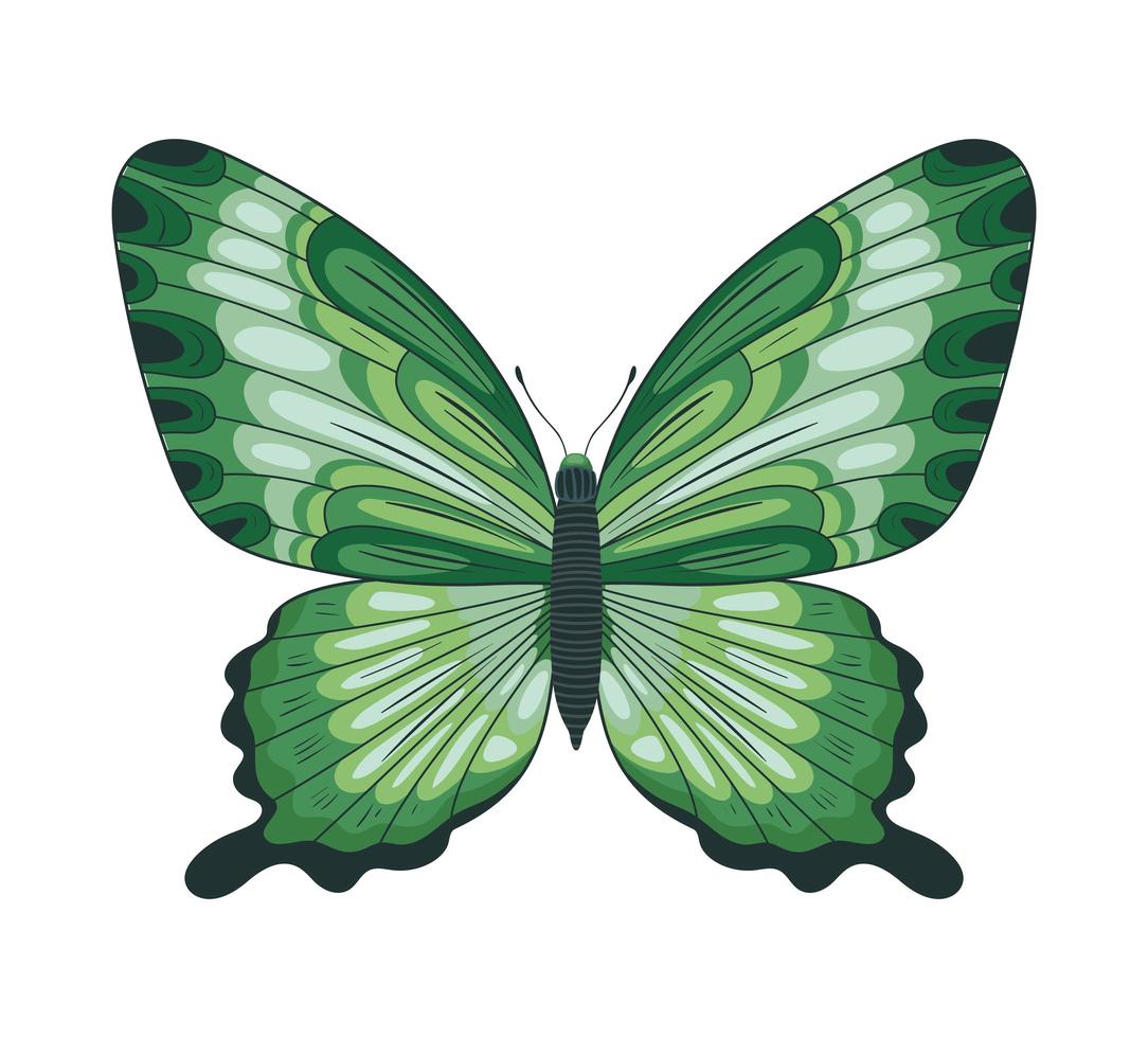 green butterfly icon vector