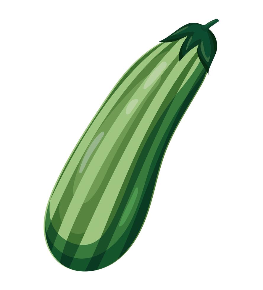 fresh cucumber icon vector