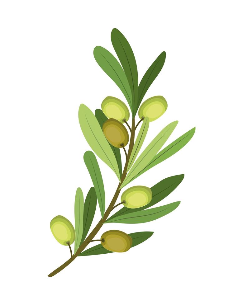 plant of olive vector