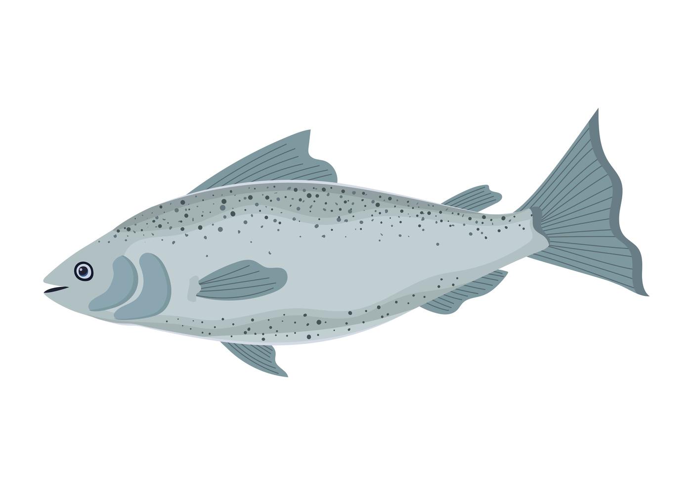 healthy salmon icon vector