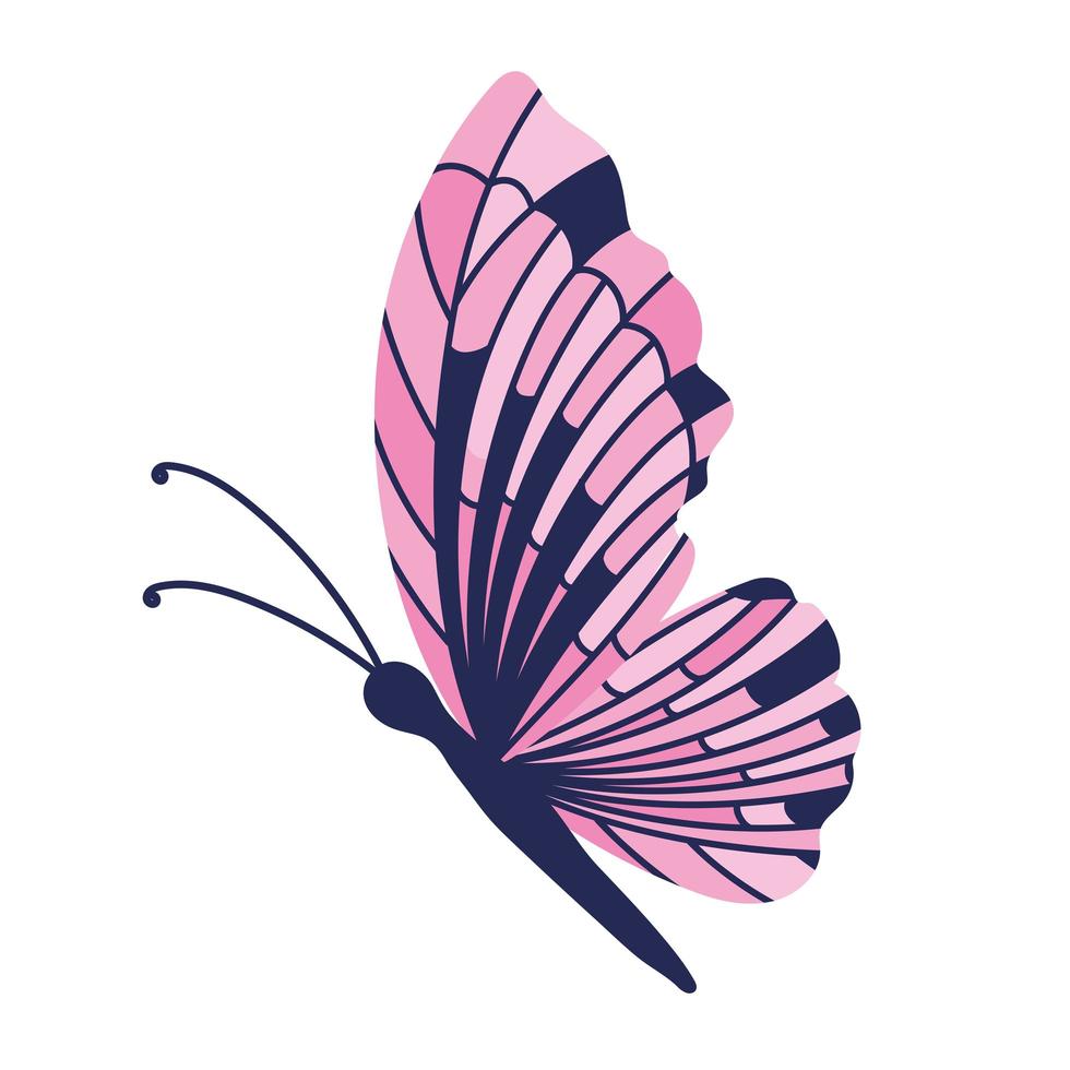 butterfly on a white background vector