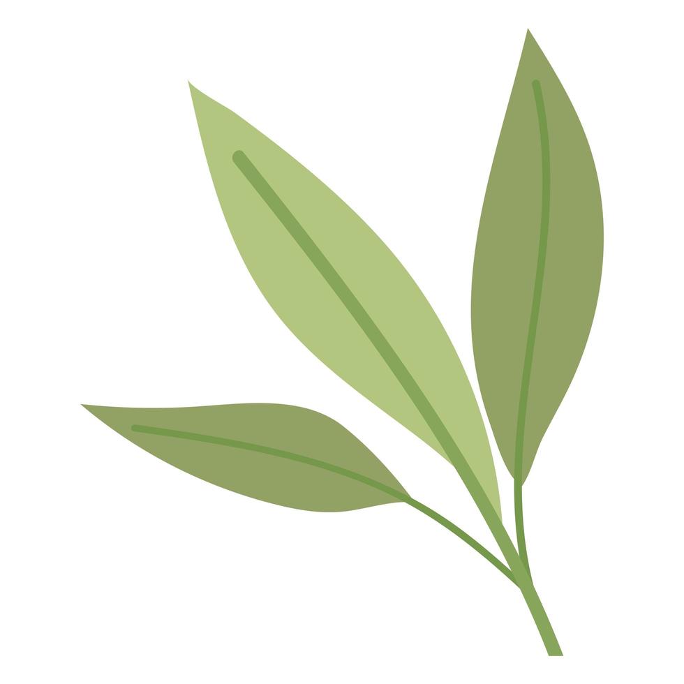 leaves of green color with stem over a white background vector