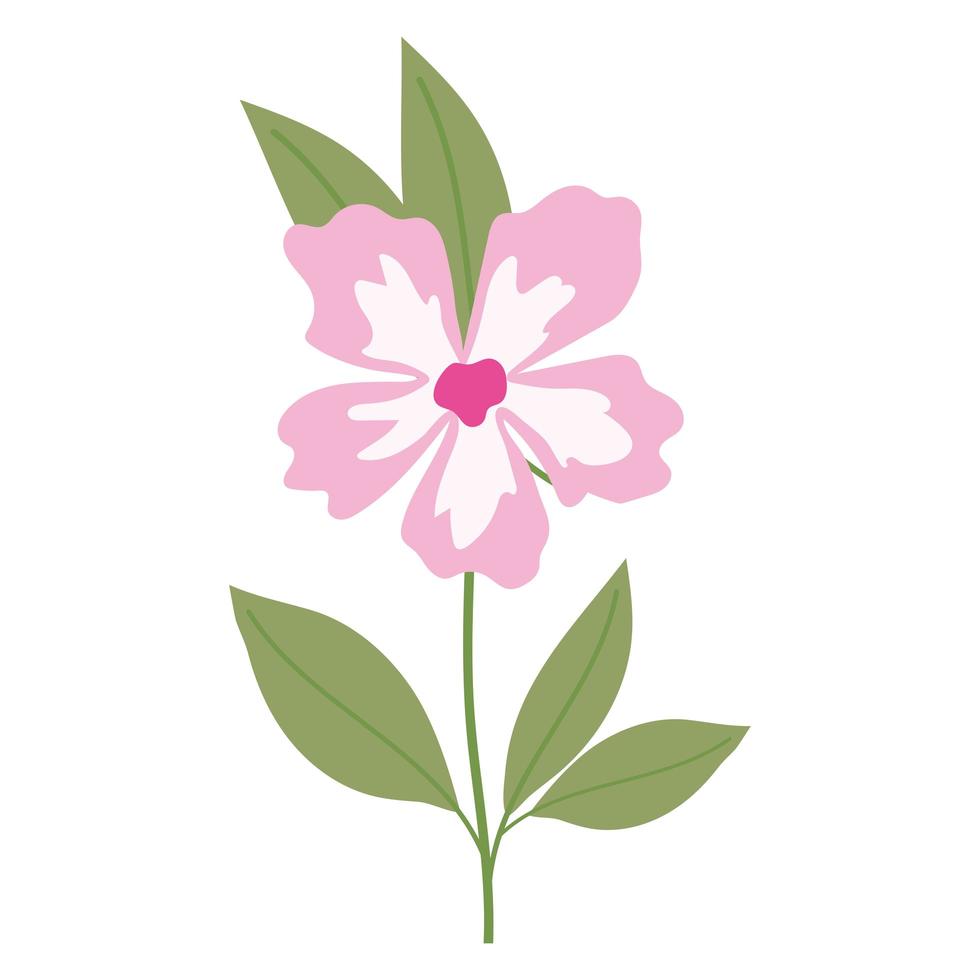 sunflower with a pink color on a white background vector