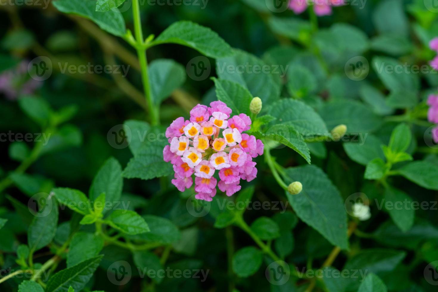 hermoso fondo de flores, naturaleza colorida foto