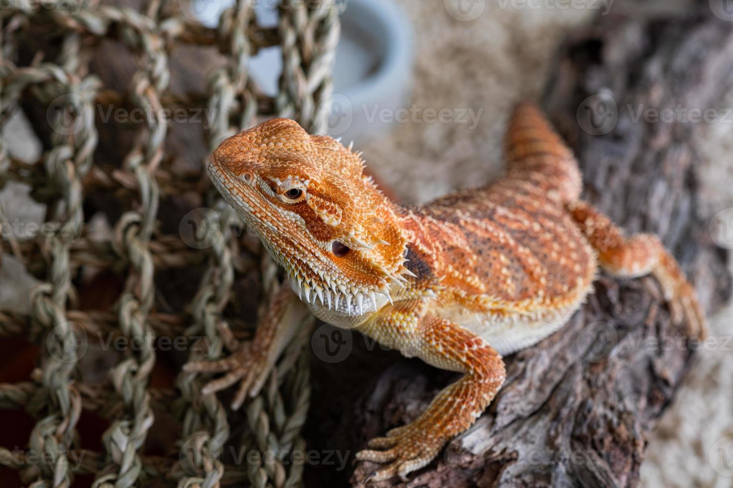 Closeup bearded dragon on the ground with blurred background photo