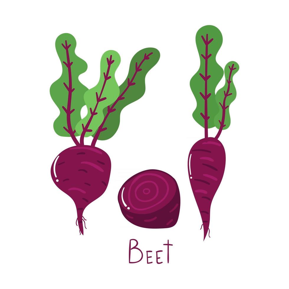 remolacha dibujada a mano, concepto vegetal. ilustración plana moderna. vector