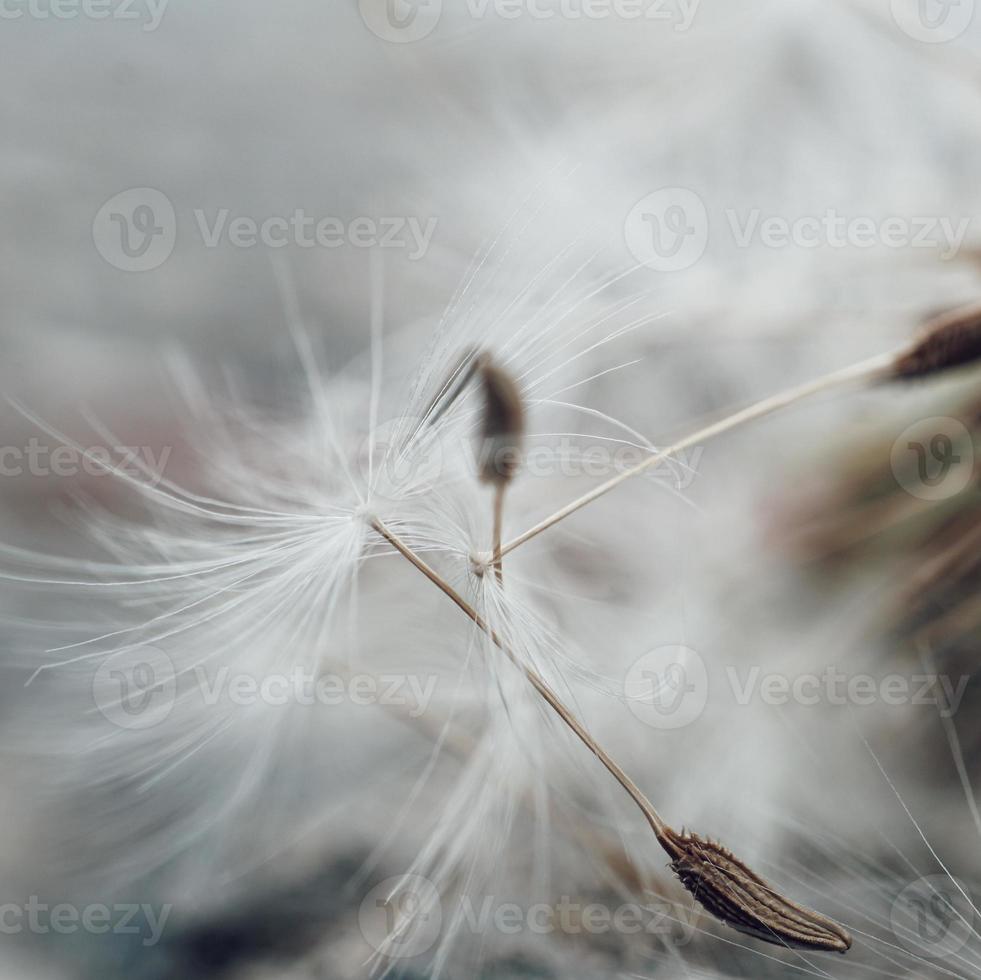 Romantic dandelion flower seed in spring season photo