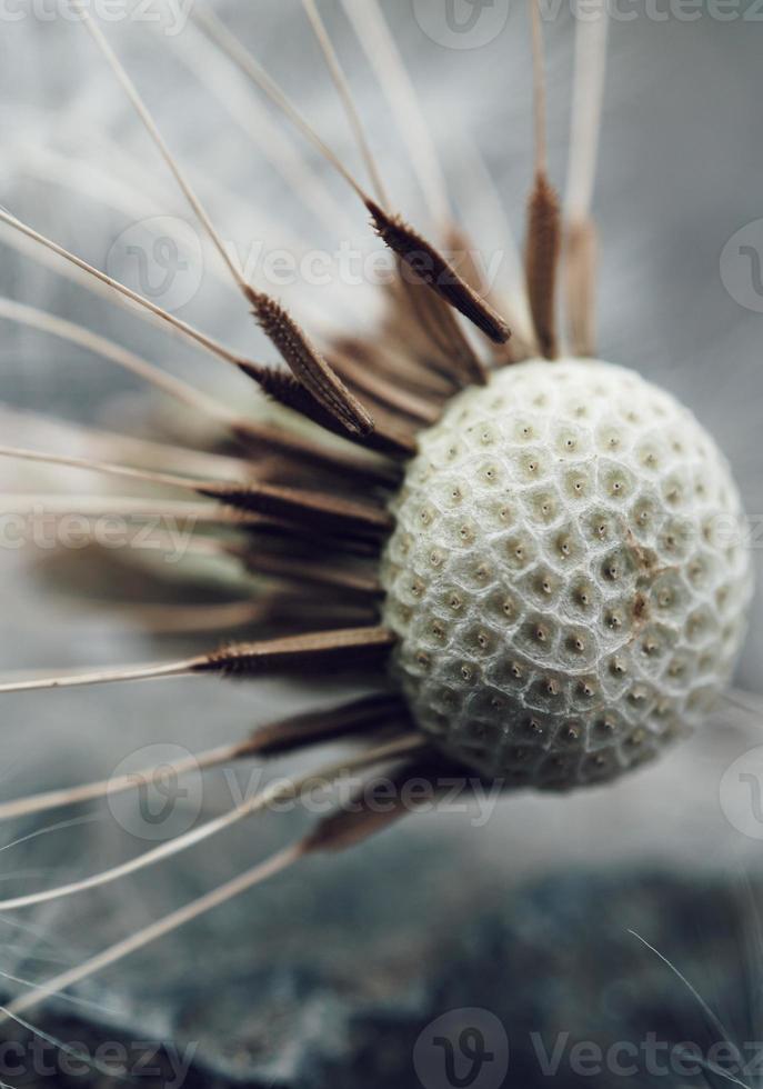 Romantic dandelion flower seed in spring season photo