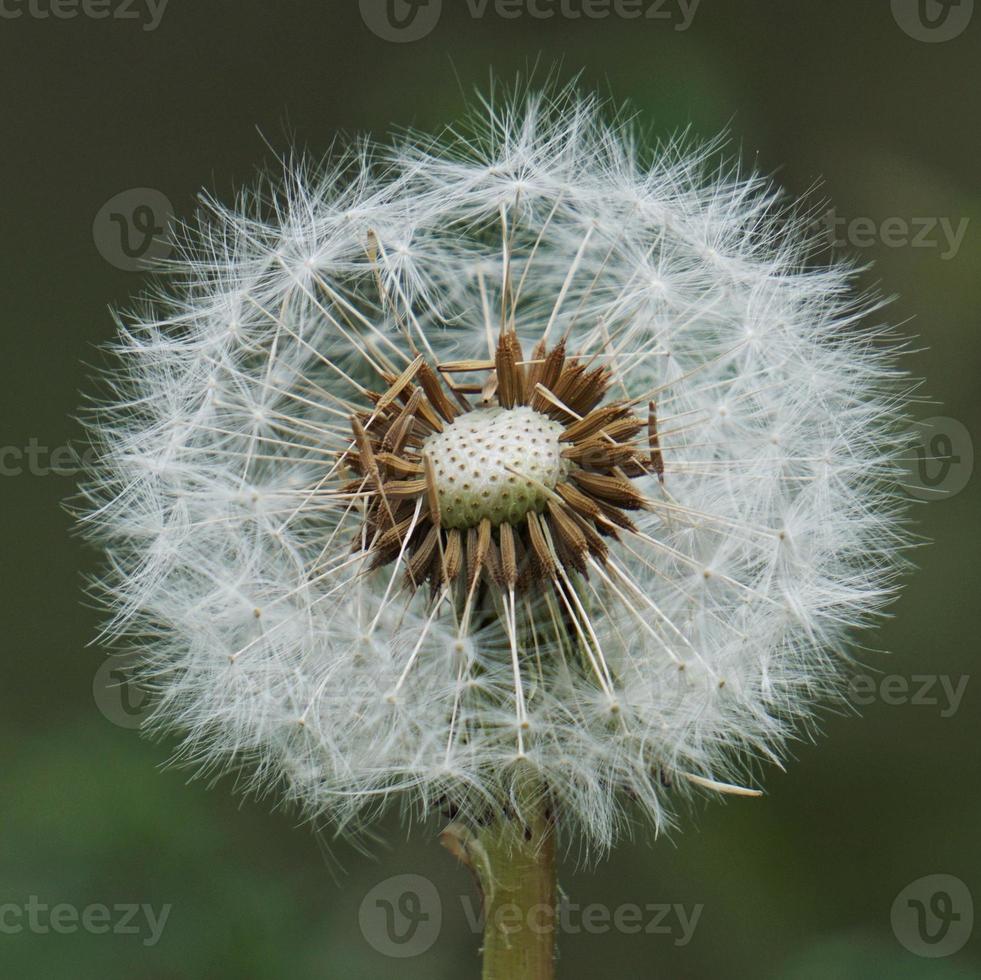 Romantic dandelion flower seed in spring season photo