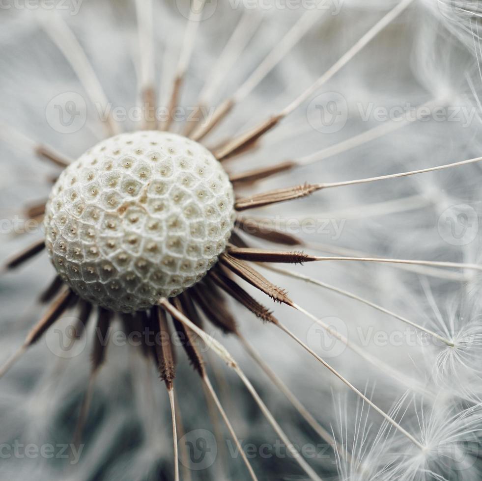 semilla de flor de diente de león romántica en primavera foto
