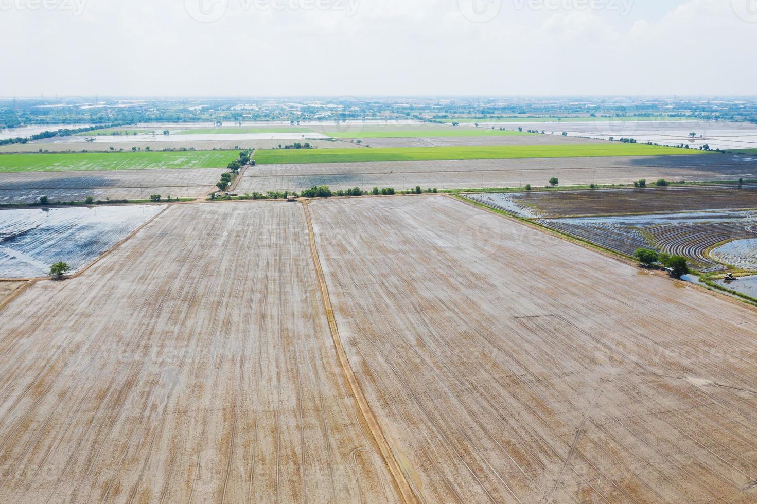 Aerial view from flying drone of field rice with landscape green pattern nature background, top view field rice photo