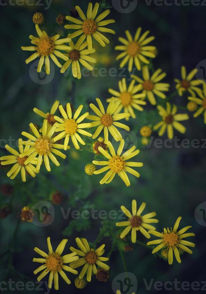 Romantic yellow flowers in the nature in springtime photo