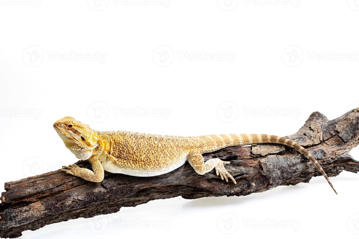 Bearded dragon on white background photo